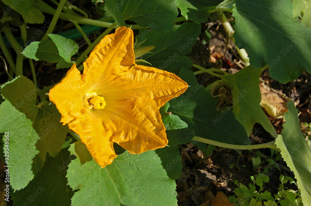 Wall mural orange squash flower in the garden