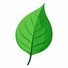 green leaf vector illustration