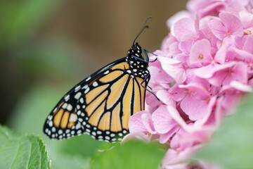 monarch butterfly on pink flower