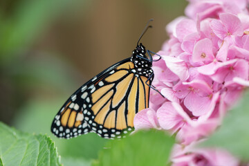 monarch butterfly on flower