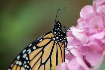 monarch butterfly on pink flower