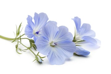 Fototapeta premium Close-up shot of blue flowers on a white surface, ideal for use in designs, packaging and more