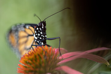 monarch butterfly close up