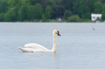 Fototapeta premium Graceful white Swan swimming in the lake, swans in the wild. Portrait of a white swan swimming on a lake.