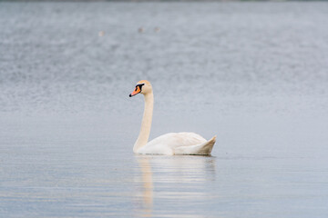 Obraz premium Graceful white Swan swimming in the lake, swans in the wild. Portrait of a white swan swimming on a lake.