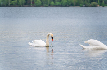 Obraz premium Two Graceful white Swans swimming in the lake, swans in the wild