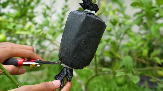 Careful Removal of Protective Black Plastic from Graft Cup