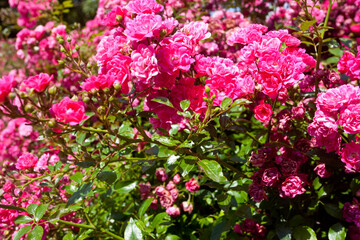 Piękne różowe róże w ogrodzie. Beautiful pink roses in the garden. © 123108 Aneta