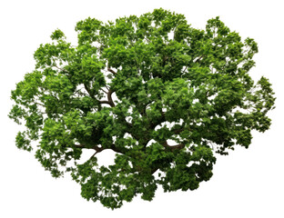 PNG Tree plant herbs white background.