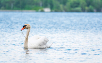 Graceful white Swan swimming in the lake, swans in the wild. Portrait of a white swan swimming on a lake.