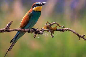Obraz premium European bee-eater (Merops apiaster), Danube Delta. Selective focus on bird's eye