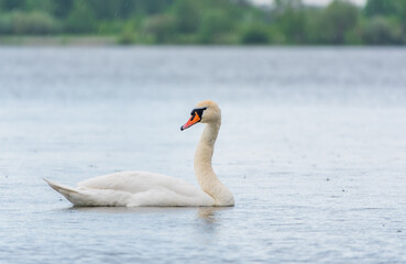 Graceful white Swan swimming in the lake, swans in the wild. Portrait of a white swan swimming on a lake.