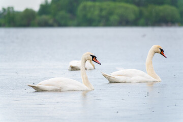 Fototapeta premium Three graceful white swans swims in the lake, swans in the wild.