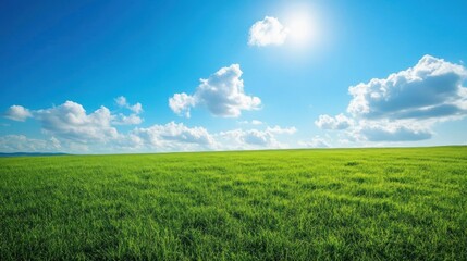 Sunny Day in a Green Field