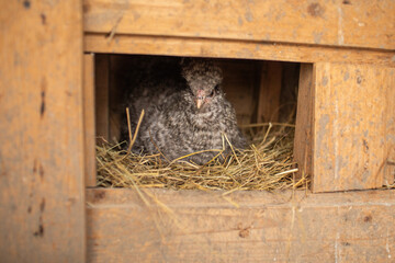 Silkie Chicken lying the egg in a hen coop. © Munka