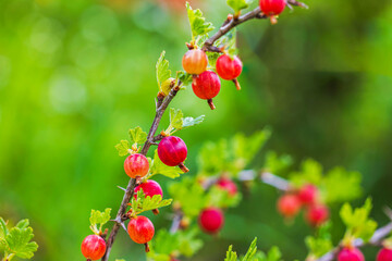 Branch of gooseberry bush with ripe red gooseberry and green leaves against blurred natural background.