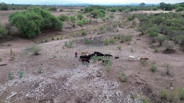 Pastorear vacas y ovejas es un arte en el que el Pastorcito es mirado con amor. sus ovejas lo escuchan. Pues bien, en este desierto con las tomas de drone la prueba que &eacute;l pastorea sus ovejas. 