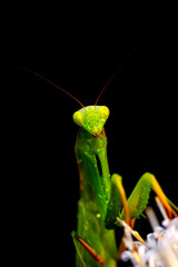 Praying mantis. Close-up photo. Macro nature. Nature background. 