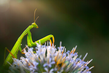 Praying mantis. Close-up photo. Macro nature. Nature background. 