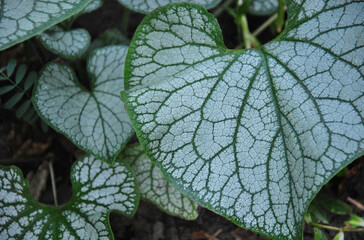 Obraz premium Large green leaves of brunnera close up. selective focus. Brunnera macrophylla close-up.