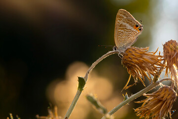 Cute butterfly. Lampides boeticus. Pea blue. Long-tailed Blue. Nature background. 