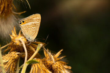 Cute butterfly. Lampides boeticus. Pea blue. Long-tailed Blue. Nature background. 