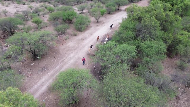 Pastorear vacas y ovejas es un arte en el que el Pastorcito es mirado con amor. sus ovejas lo escuchan. Pues bien, en este desierto con las tomas de drone la prueba que &eacute;l pastorea sus ovejas. 