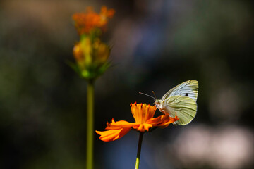 A white butterfly on colorful flowers. Nature background. 