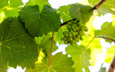 Winery in São Roque/SP