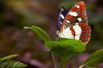 Colorful butterfly. Danaus chrysippus. Plain Tiger. Nature background. 