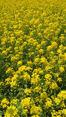 Obraz premium 菜の花畑