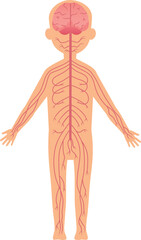 Nervous human system illustration. Brain and peripheral nerves