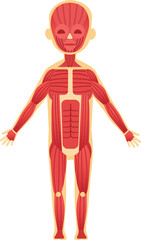 Kid muscular system. Educational illustration. Human anatomy