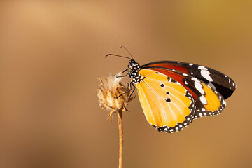 Colorful butterfly. Danaus chrysippus. Plain Tiger. Nature background. 