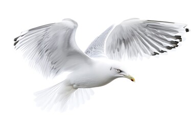 Naklejka premium A seagull with white feathers and black markings on its wings is flying in mid-air with its wings spread out.
