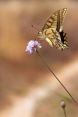Butterfly. Swallowtail. Papilio machaon. Colorful nature background. 