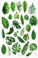 Tropical leaves on a white background