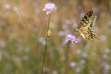 Butterfly. Swallowtail. Papilio machaon. Colorful nature background. 