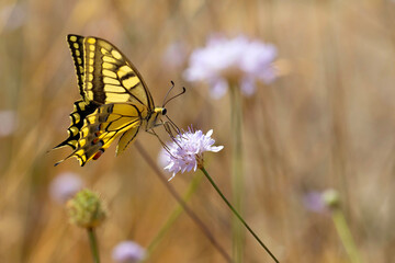 Butterfly. Swallowtail. Papilio machaon. Colorful nature background. 