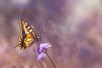 Butterfly. Swallowtail. Papilio machaon. Colorful nature background. 