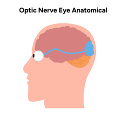 Optic nerve eye anatomical. Medical illustration