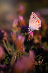 A photo of a butterfly photographed in its natural life. Nature background. 