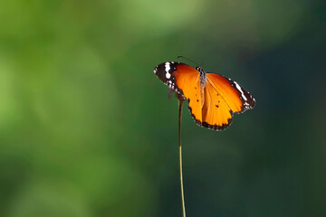 Colorful butterfly. Danaus chrysippus. Plain Tiger. Nature background. 