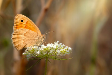 Small Heath. Coenonympha pamphilus. Macro nature. Nature background.  