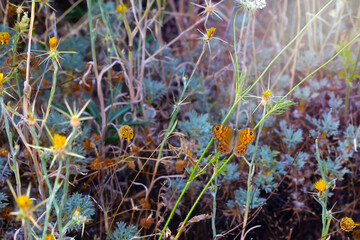 Photo of butterflies in a wild habitat scene. Nature background. 