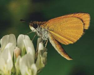Tawny-edged skipper butterfly on white crown vetch flower