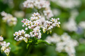 Buckwheat (fagopyrum esculentum) flowers in bloom