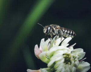 Leaf cutter bee on a white crown vetch flower