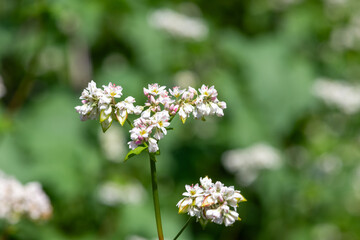 Buckwheat (fagopyrum esculentum) flowers in bloom