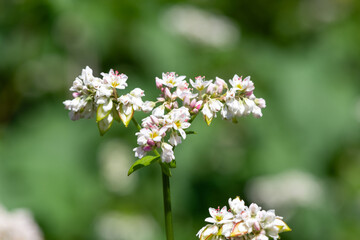 Buckwheat (fagopyrum esculentum) flowers in bloom